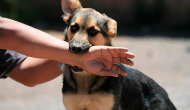 El Mejor Bufete Jurídico de Abogados en Español Especializados en Lesiones por Mordidas de Perro o Mascotas en Monrovia California